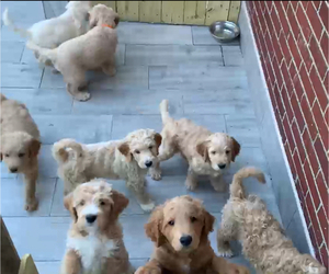 Double Doodle Litter for sale in MILFORD, NJ, USA