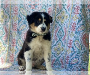 Border Collie Puppy for sale in LANCASTER, PA, USA