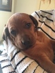 Small Photo #2 Redbone Coonhound Puppy For Sale in BOSLER, WY, USA