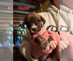 Small #13 Labrador Retriever Mix