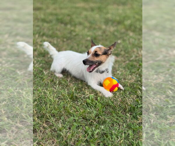 Medium Photo #2 Jack Russell Terrier Puppy For Sale in Claremore, OK, USA