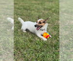 Small #1 Jack Russell Terrier