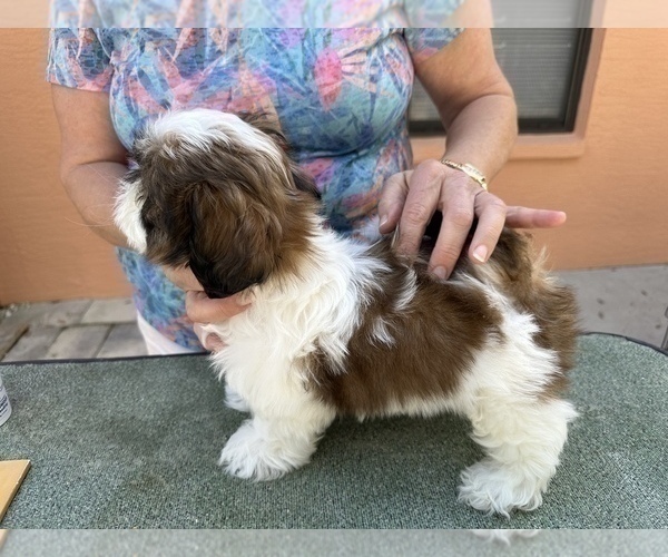 Medium Photo #4 Shih Tzu Puppy For Sale in REDINGTN SHOR, FL, USA