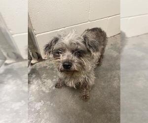 Lhasa Apso-Unknown Mix Dogs for adoption in Rosenberg, TX, USA