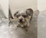 Small Lhasa Apso Mix