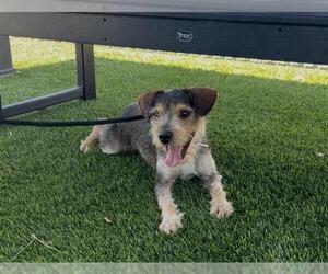 Mutt Dogs for adoption in Downey, CA, USA