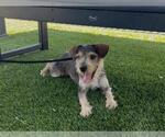 Small Mutt