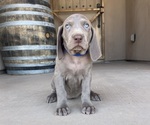 Puppy Blue Weimaraner