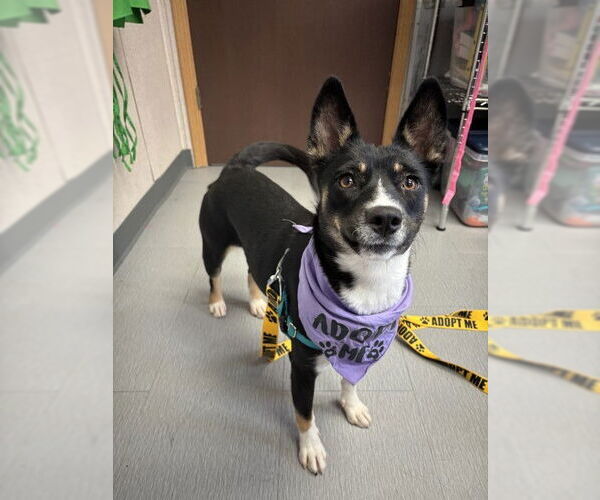 Medium Photo #3 Australian Kelpie-Unknown Mix Puppy For Sale in San Bernardino, CA, USA