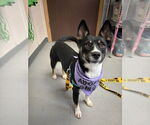 Small #2 Australian Kelpie Mix