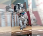 Small Photo #13 Poodle (Standard) Puppy For Sale in MOORESVILLE, NC, USA