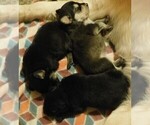 Small Photo #3 Golden Labrador Puppy For Sale in IDAHO SPRINGS, CO, USA