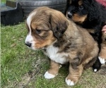 Small #5 Great Bernese
