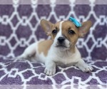 Small Photo #12 French Bulldog-Jack Russell Terrier Mix Puppy For Sale in LAKELAND, FL, USA