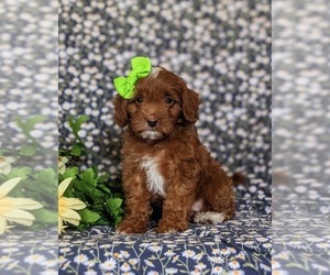 Cavapoo Puppy for sale in NOTTINGHAM, PA, USA