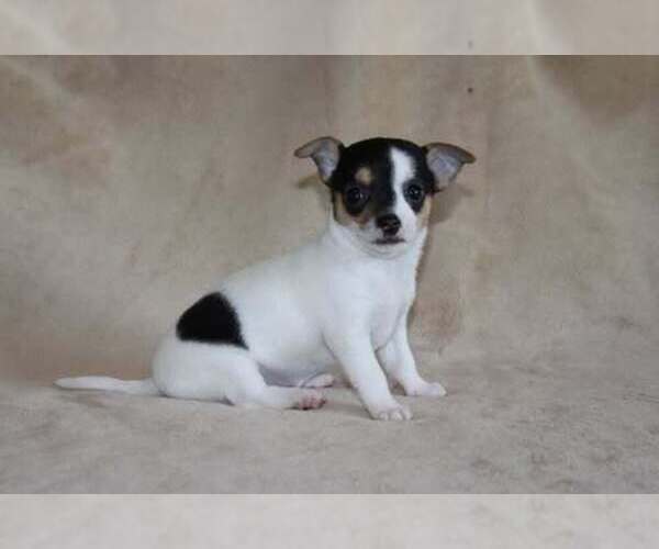 Medium Photo #32 Chihuahua Puppy For Sale in HUDSONVILLE, MI, USA