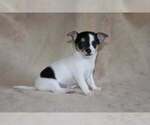 Small Photo #32 Chihuahua Puppy For Sale in HUDSONVILLE, MI, USA