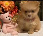 Small #2 Pomeranian