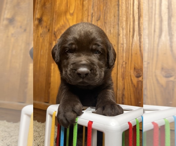 Medium Photo #2 Labrador Retriever Puppy For Sale in NEOLA, WV, USA