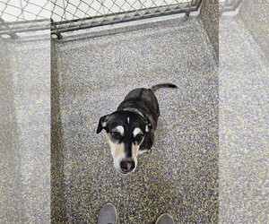Beagle-Unknown Mix Dogs for adoption in Metairie, LA, USA