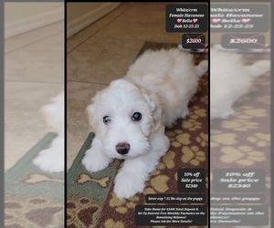 Havanese Puppy for sale in TUCSON, AZ, USA