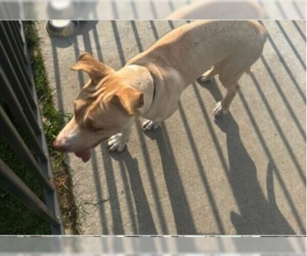 Medium Photo #1 Labrador Retriever-Unknown Mix Puppy For Sale in Conroe, TX, USA