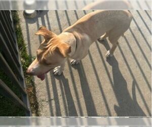 Labrador Retriever-Unknown Mix Dogs for adoption in Conroe, TX, USA
