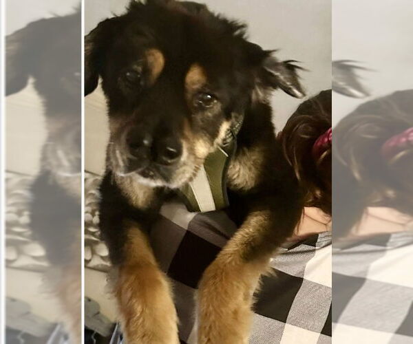 Medium Photo #6 Alaskan Malamute-Unknown Mix Puppy For Sale in Rosenberg, TX, USA