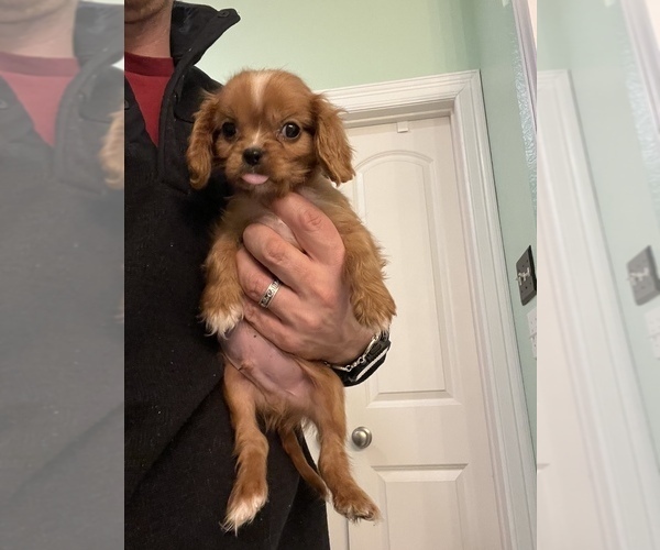 Medium Photo #1 Cavalier King Charles Spaniel Puppy For Sale in FRISCO, TX, USA