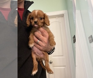 Cavalier King Charles Spaniel Puppy for Sale in FRISCO, Texas USA