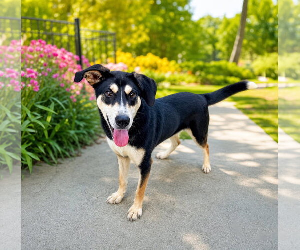 Medium Photo #1 Siberian Husky-Unknown Mix Puppy For Sale in Unionville, PA, USA