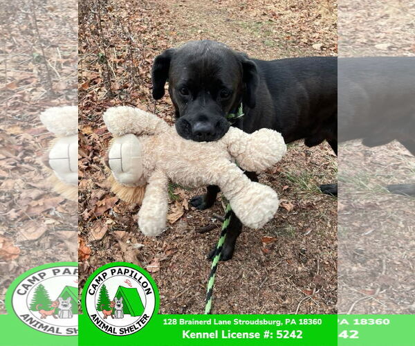 Medium Photo #4 Mutt Puppy For Sale in Stroudsburg, PA, USA