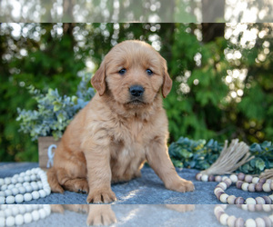 Medium Golden Retriever