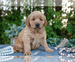 Puppy Lexie Golden Retriever