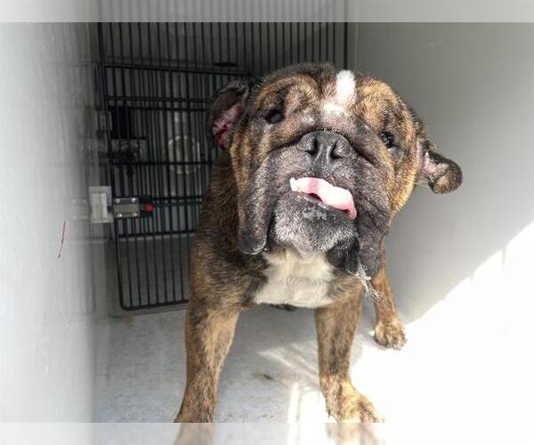 Medium Photo #1 Bulldog Puppy For Sale in Houston, TX, USA