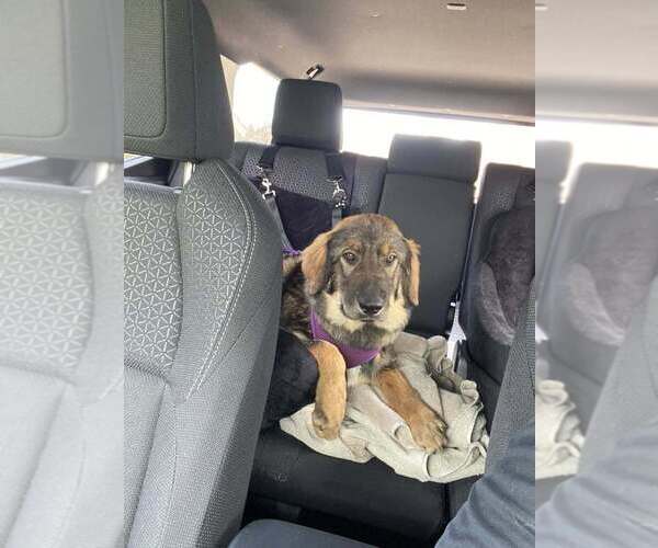 Medium Photo #3 Great Pyrenees-Unknown Mix Puppy For Sale in Mundelein, IL, USA