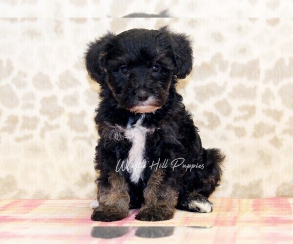 Medium Photo #2 Schnoodle (Miniature) Puppy For Sale in DENVER, PA, USA