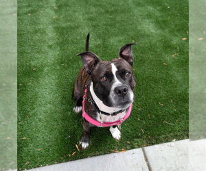 MS MOUSSE - Female Mutt Dog for Adoption - Photo #2