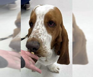 COPPER - Male Basset Hound Dog for Adoption - Photo #5