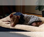 Small #3 American Pit Bull Terrier Mix