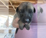 Small Photo #8 Malinois Puppy For Sale in LANCASTER, CA, USA