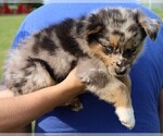 Small Photo #153 Australian Shepherd Puppy For Sale in LEBANON, IN, USA