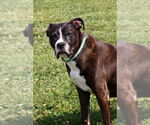 Small #5 American Pit Bull Terrier