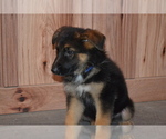 Puppy Bobby German Shepherd Dog