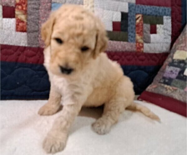 Medium Photo #1 Goldendoodle Puppy For Sale in PELHAM, NH, USA