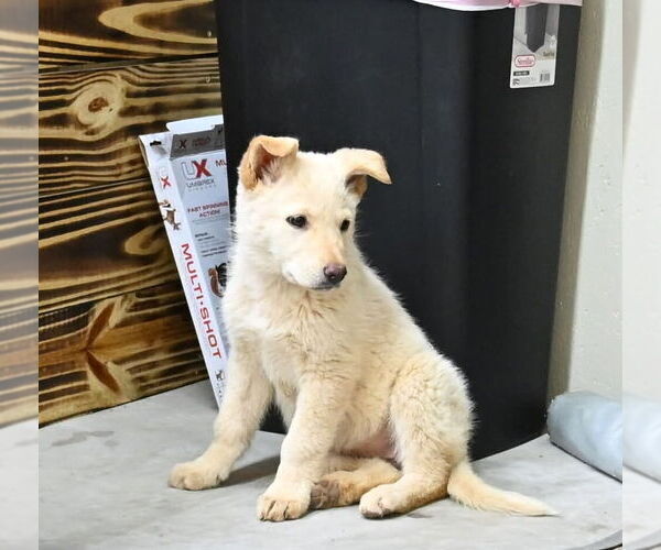 Medium Photo #3 German Shepherd Dog Puppy For Sale in GRETNA, VA, USA