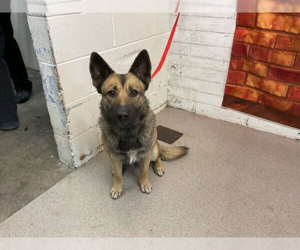 Medium Photo #1 German Shepherd Dog Puppy For Sale in San Bernardino, CA, USA