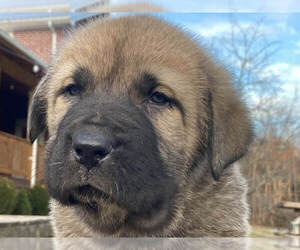Spanish Mastiff Puppy for sale in DRYDEN, VA, USA
