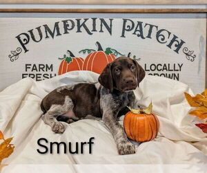 German Shorthaired Pointer Puppy for Sale in CABOT, Arkansas USA