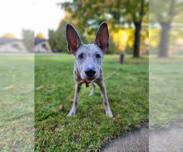 Medium Photo #4 German Shepherd Dog-Unknown Mix Puppy For Sale in New London, WI, USA